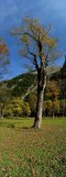 Ahornboden maple forest in Hinterriss (Tyrol, Austria)