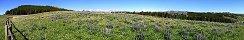 Summer Flowers in Bighorn National Wilderness Area (Wyoming, USA)