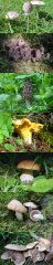 Mushrooms of our fields and forests (Canton of Valais, Switzerland)