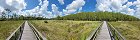 Boardwalk at Audubon Corkscrew Swamp Sanctuary (Naples, Florida, USA)