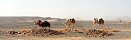 Dromedaries at Oued Dider (Tassili n'Ajjer, Algeria)