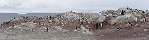 Gentoo colony, Rong Island (Antarctic Peninsula)