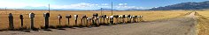 Lascar Road Mailboxes (Colorado, USA)