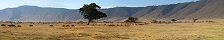 Wildebeests Migrating in Ngorongoro Crater (Ngorongoro Conservation Area, Tanzania)