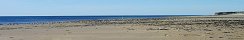 Canada Geese on the Foreshore in Grandcamp-Maisy (Calvados, France)