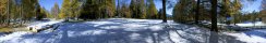 Larch forest near Steinach (Wipptal, Tyrol, Austria)