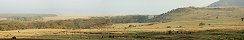 Antelopes and Baboons in Savana near Lake Nakuru (Kenya)