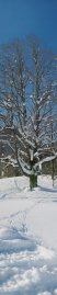 Snowy tree in Schwendt (Tyrol, Austria)