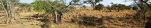 Gazelles in Serengeti (Tanzania)