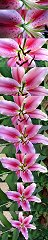 Stargazer Lily, Palmer Divide (Colorado, USA)