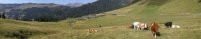 Cows in front of the village of Taveyanne (Swiss french Alps)