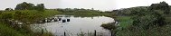 Talapia Pond in Termales del Bosque (San Carlos, Costa Rica)