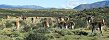 Guanacos Herd (Chilean Patagonia)