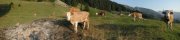 Neuenstift meadow (Berner Oberland, Switzerland)