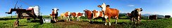 Cows near Chesalles (Swiss french area)