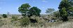 Water buffaloes in Kruger National Park (South Africa)