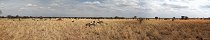 Wildebeest in Tarangire National Park (Tanzania)