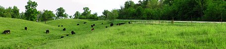 Click here to download wp_lakecitycattlegrazing.zip